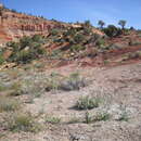 Image of Long Valley tumblemustard