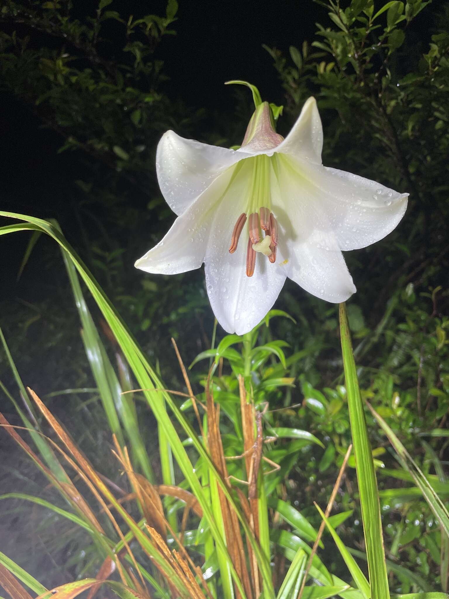 Image of Chinese Lily