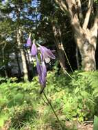 Image of Hosta sieboldii (Paxton) J. W. Ingram