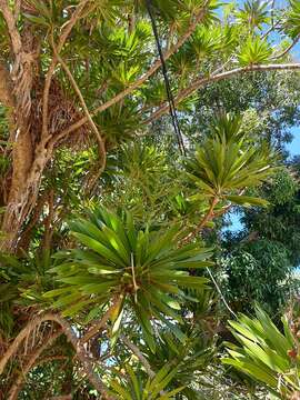 Image of Dracaena xiphophylla Baker