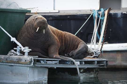 Image of Atlantic Walrus