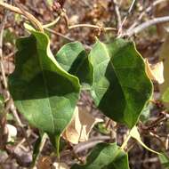 Image of Marsdenia edulis S. Wats.