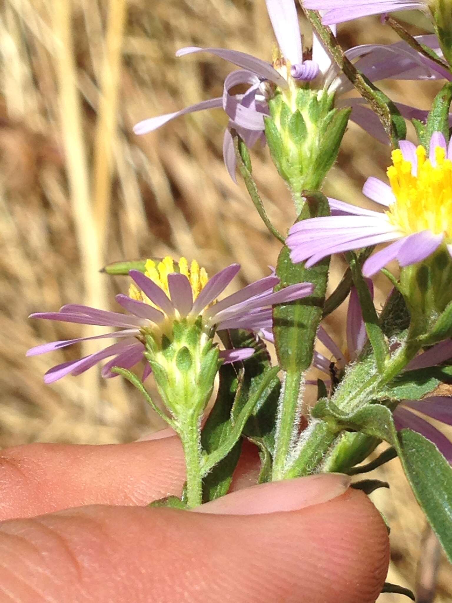 Image of Pacific aster