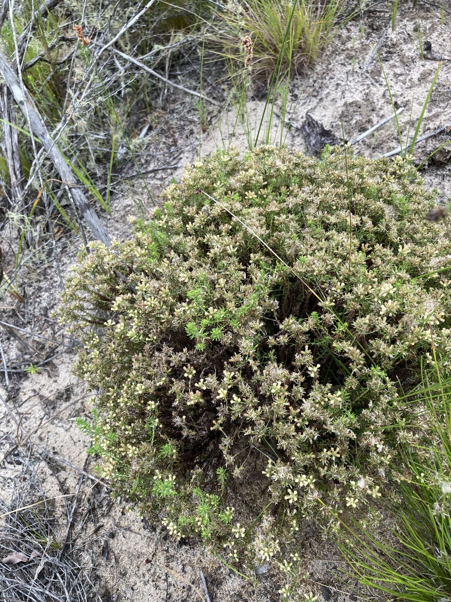 Image of Helichrysum asperum var. glabrum O. M. Hilliard