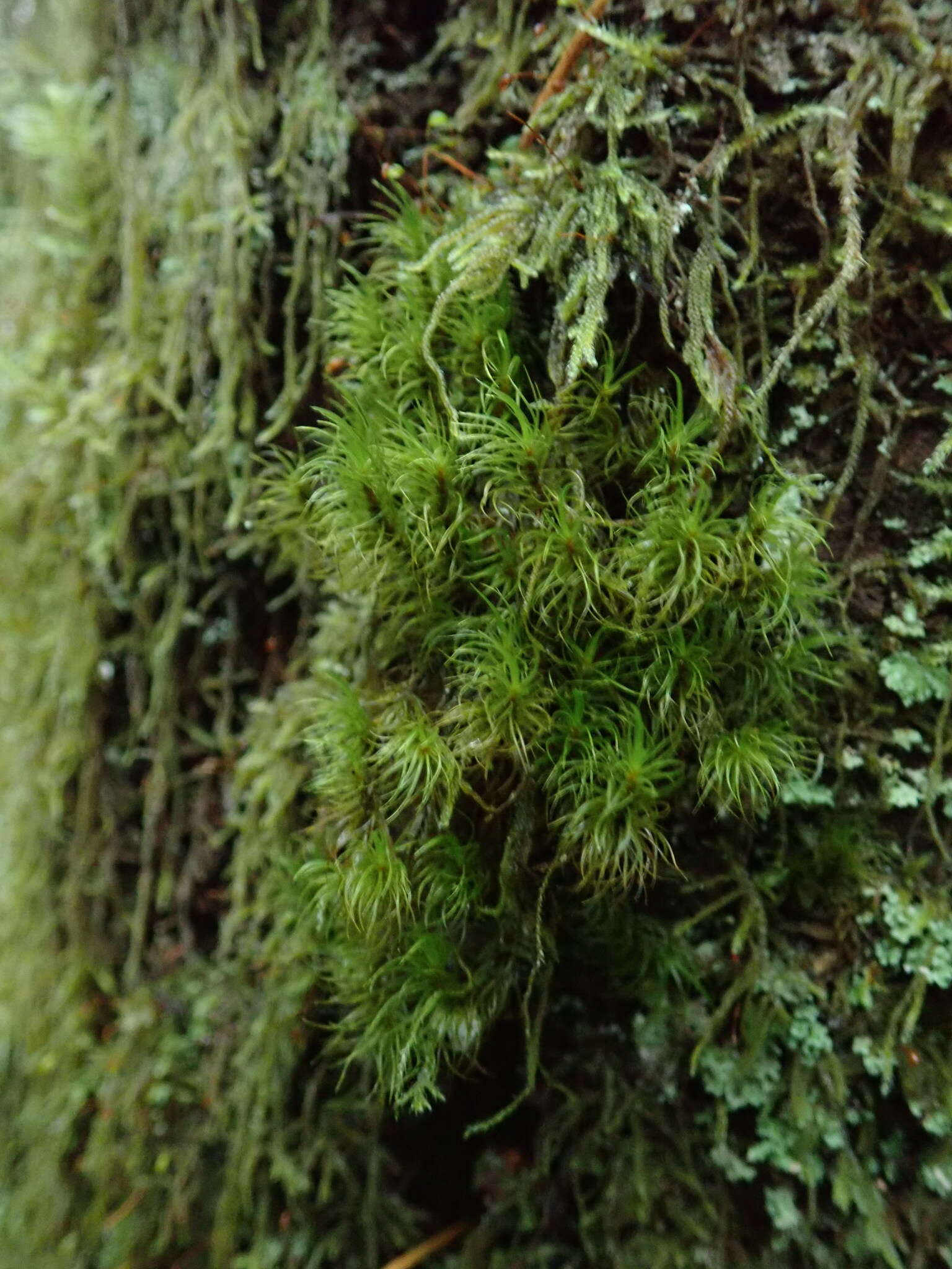 Image of dicranum moss