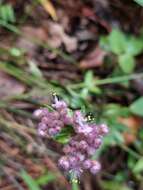 Sivun Floscopa glomerata (Willd. ex Schult. & Schult. fil.) Hassk. kuva