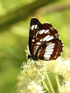 Image de Neptis rivularis Scopoli 1763