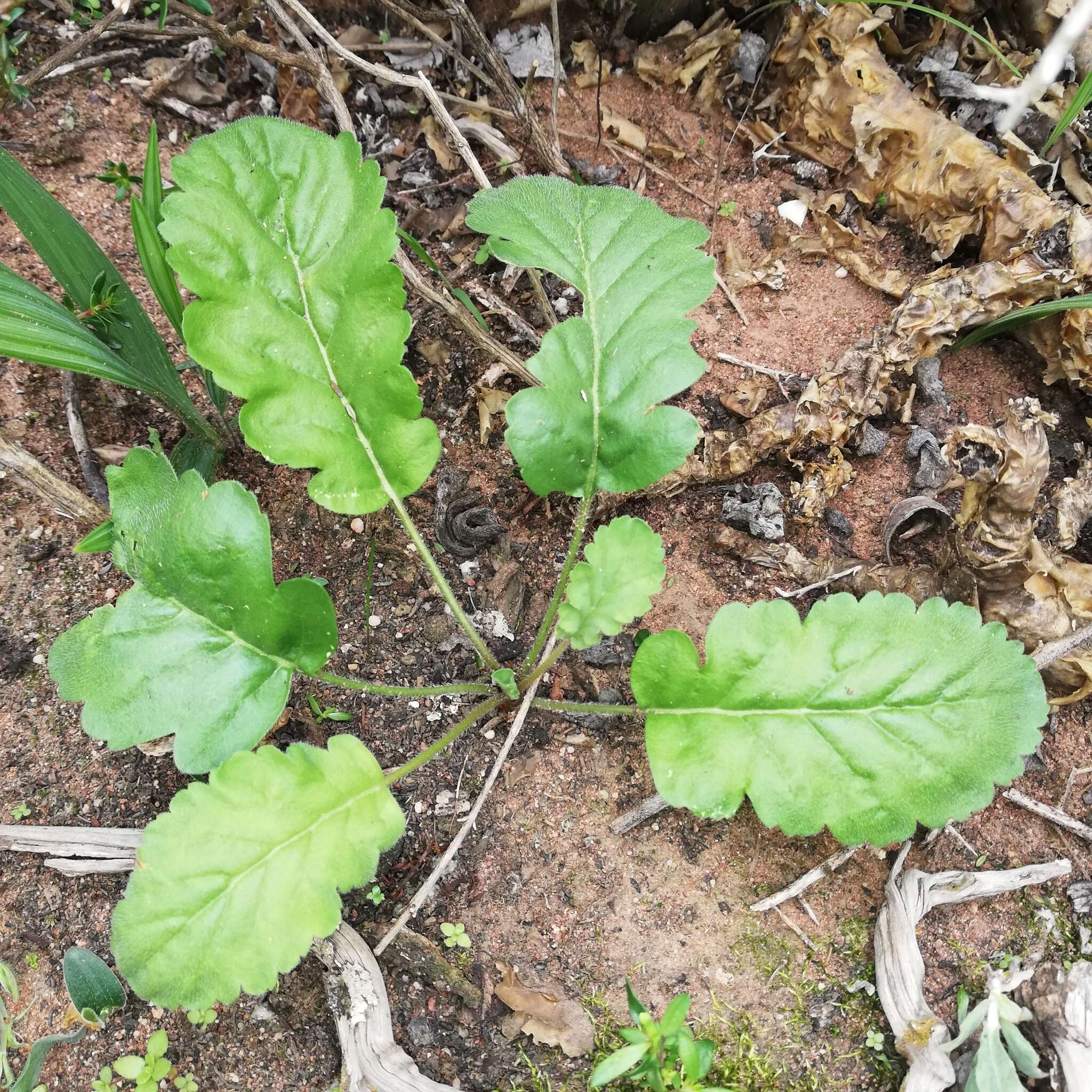 Image of Pelargonium aciculatum E. M. Marais