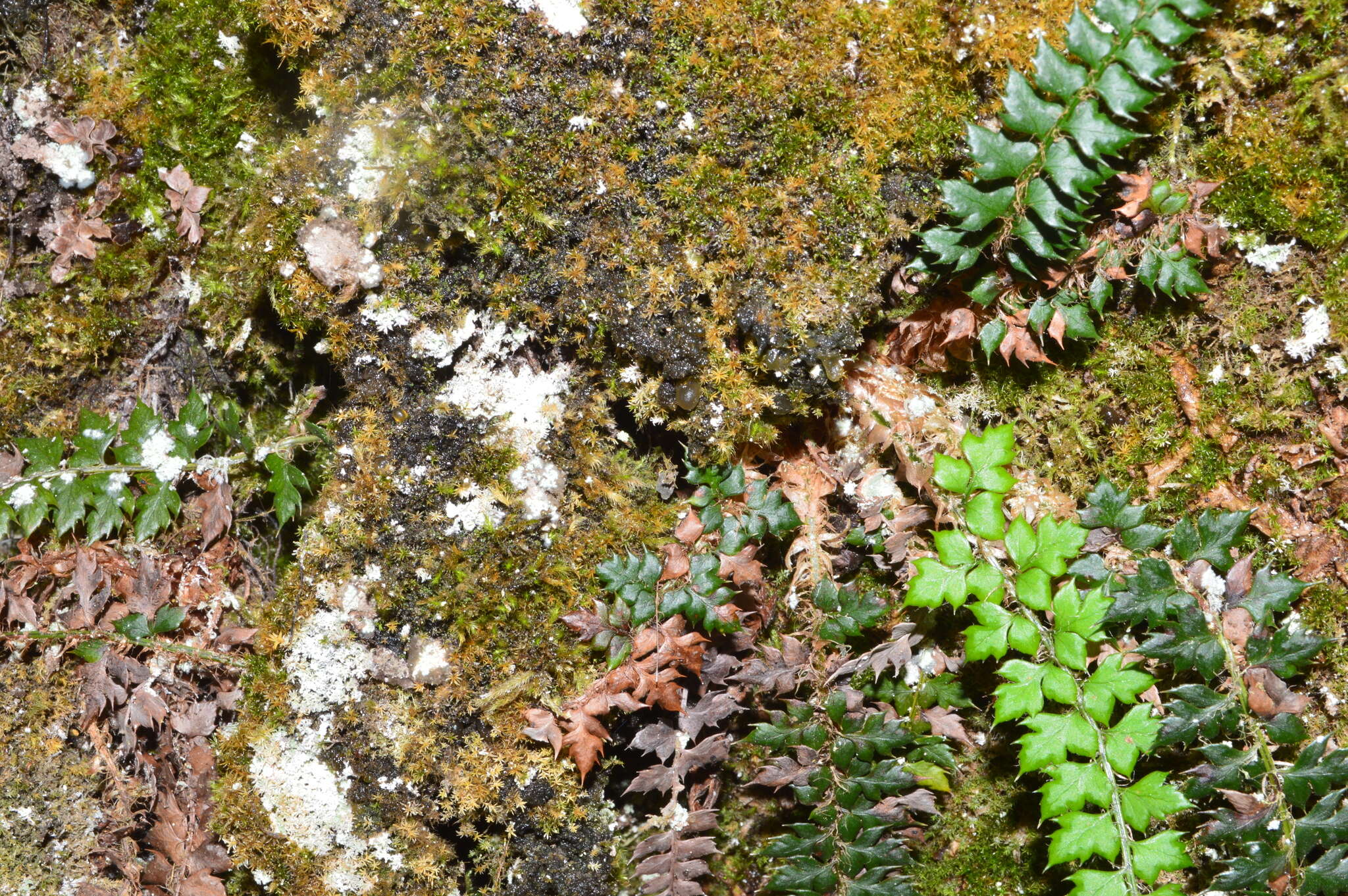 Polystichum acanthophyllum (Franch.) Christ resmi