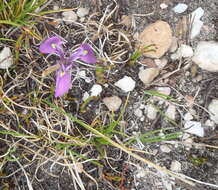 Image of Moraea tripetala subsp. tripetala