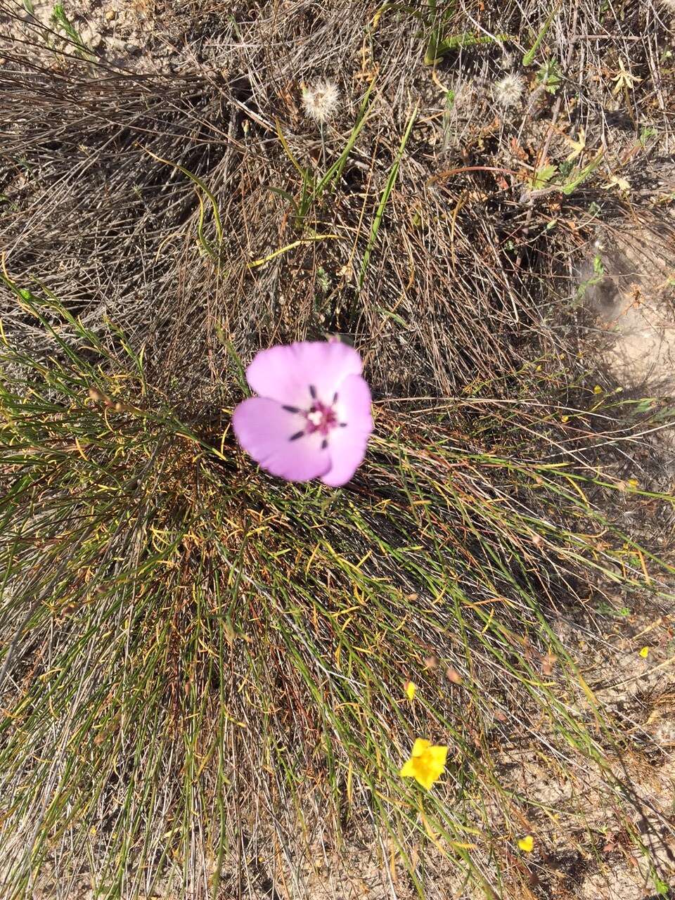 Image of splendid mariposa lily