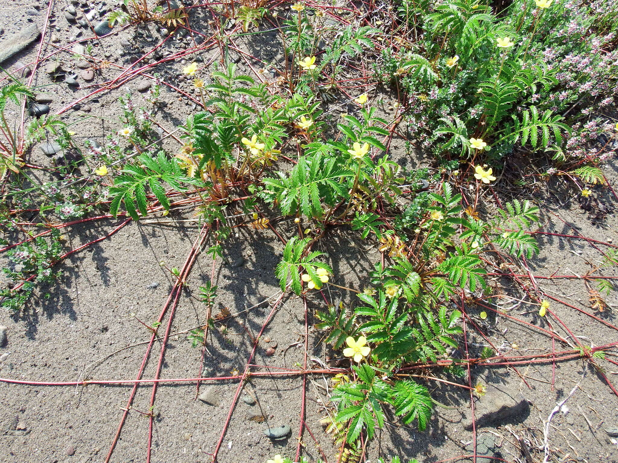 Image of Pacific silverweed