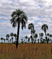 Image of Yatay palm