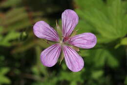 Image of Geranium maximowiczii Regel & Maack ex Regel