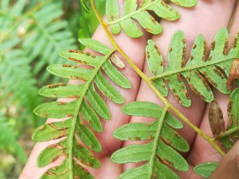 Sivun Pteridium caudatum (L.) Maxon kuva