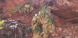 Image of Canyonlands biscuitroot