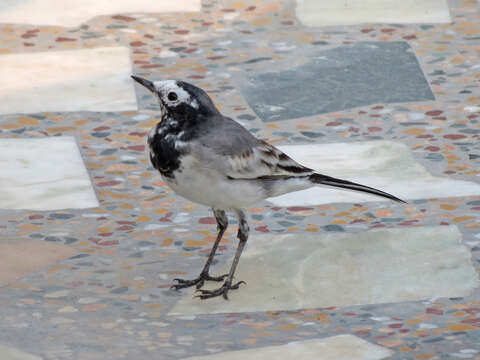 Image of Masked Wagtail