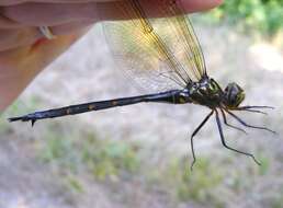 Image of Mocha Emerald