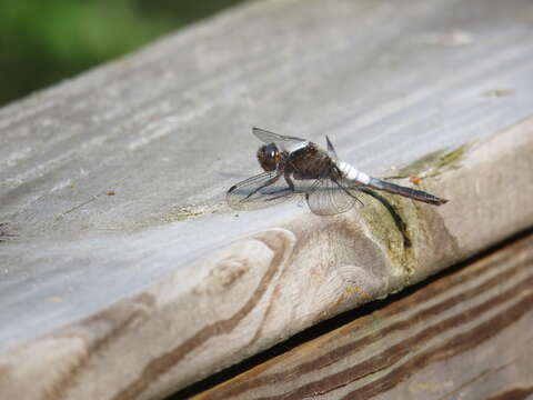 Image of Chalk-fronted Corporal