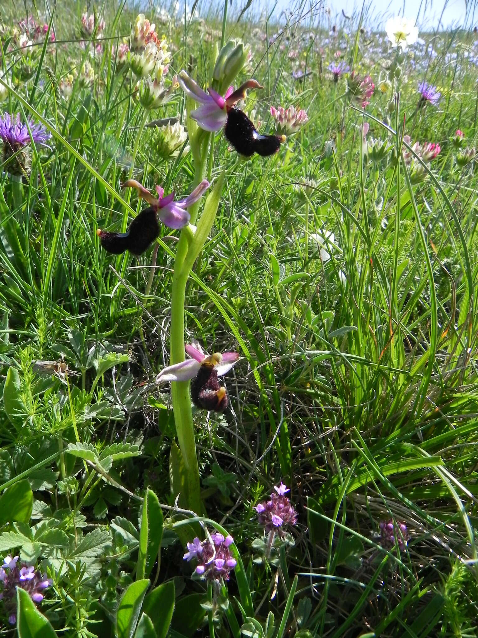 Слика од <i>Ophrys <i>bertolonii</i></i> subsp. bertolonii