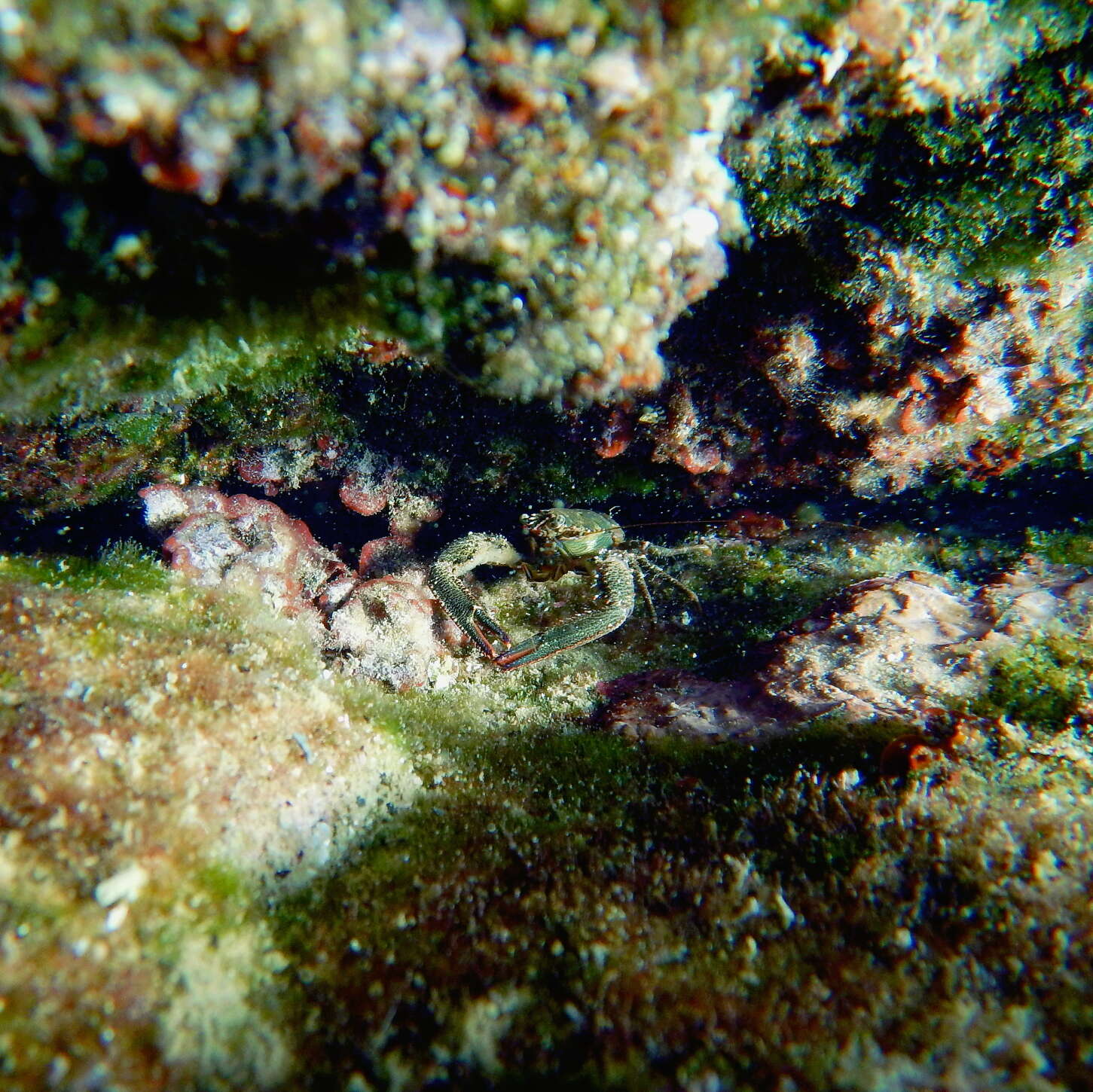 Image of Leach's squat lobster