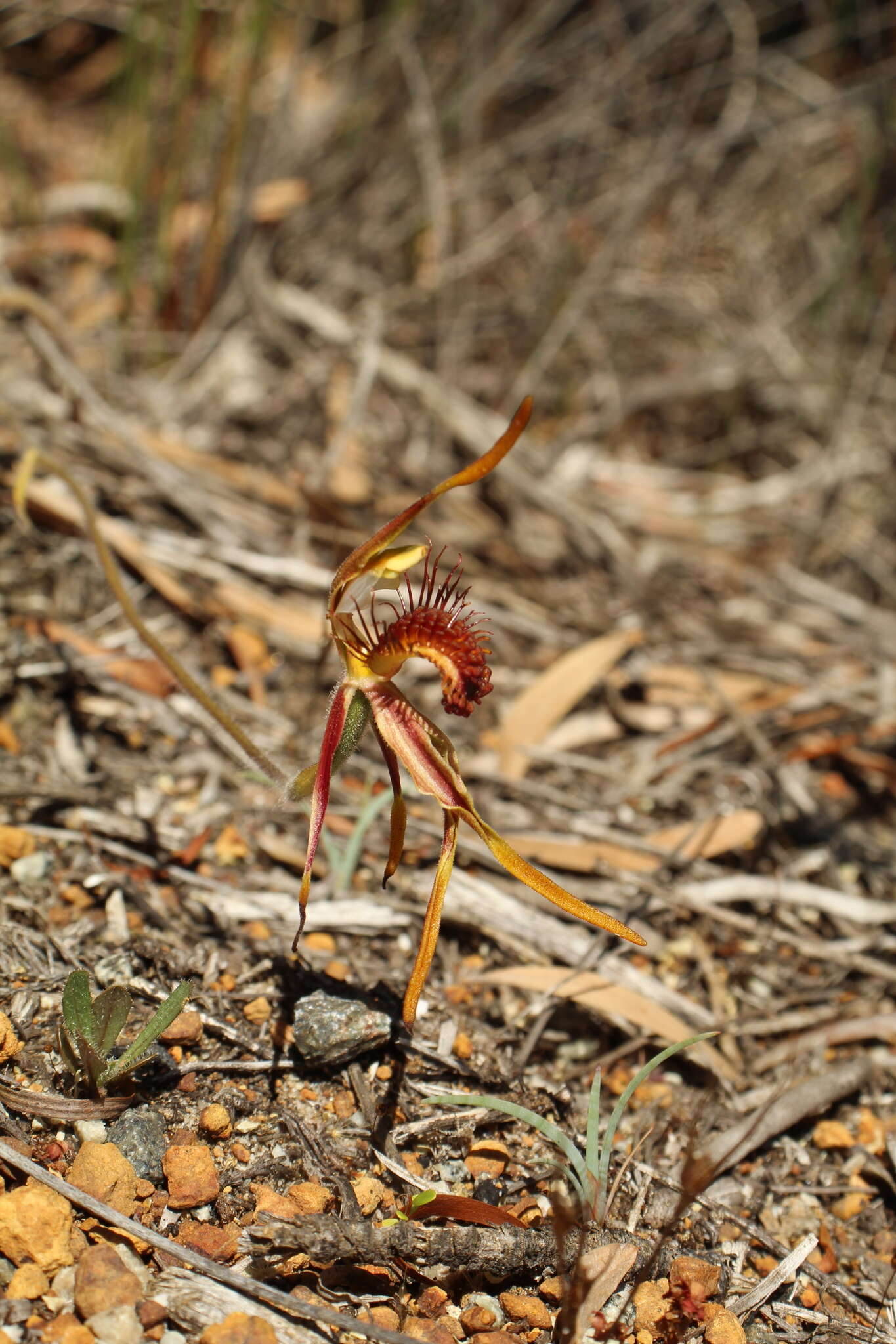 Caladenia corynephora A. S. George resmi