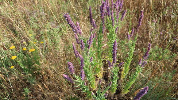 Imagem de Nepeta tuberosa L.