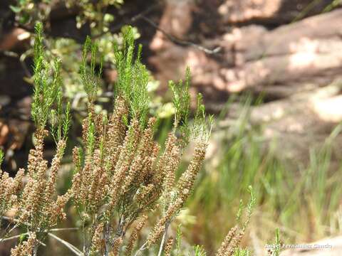 Image of green heather