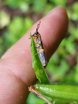 Image of Oberea tripunctata (Swederus 1787)