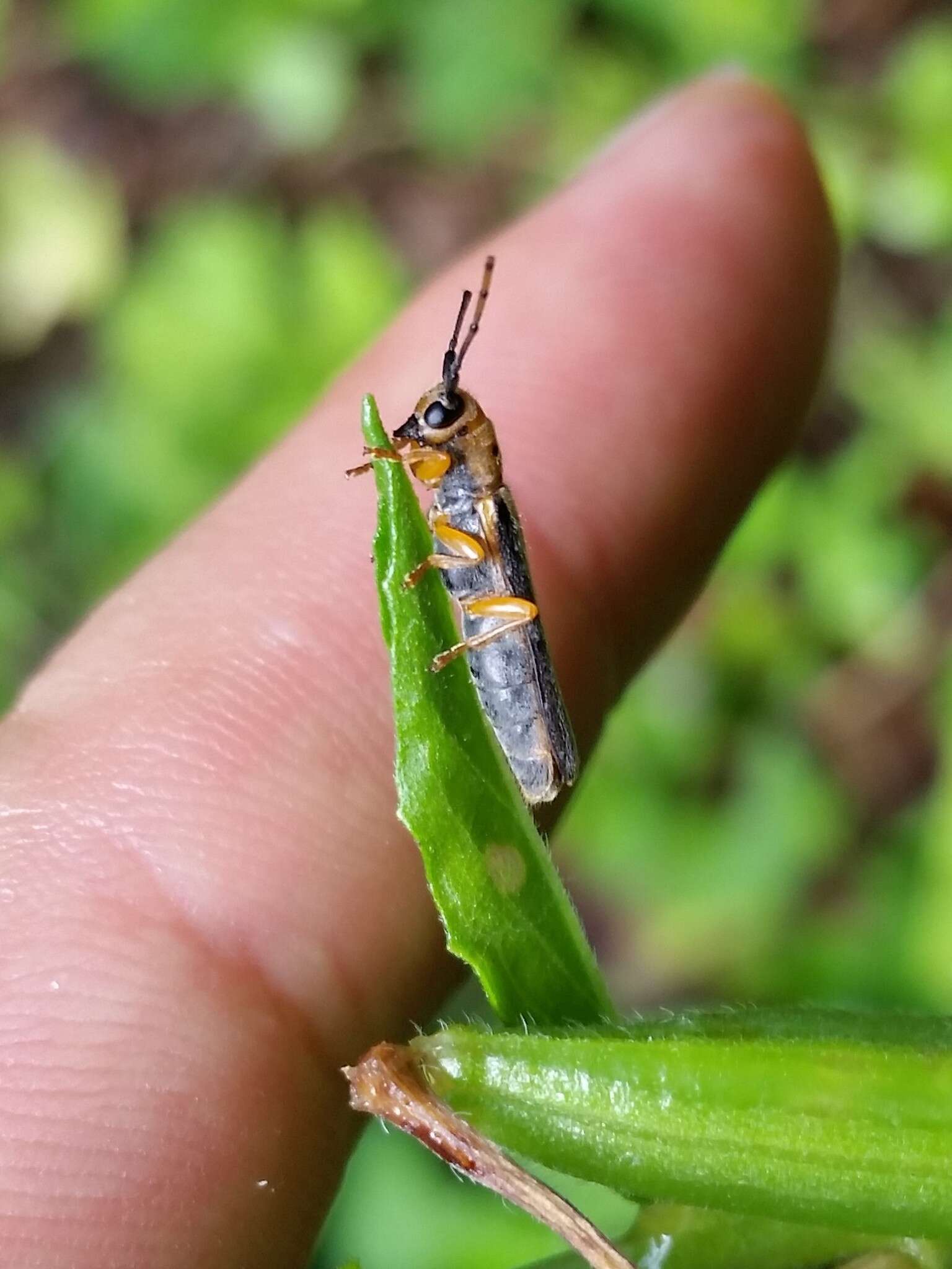 Image of Oberea tripunctata (Swederus 1787)