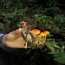 Imagem de Mycena ixoxantha Singer 1973