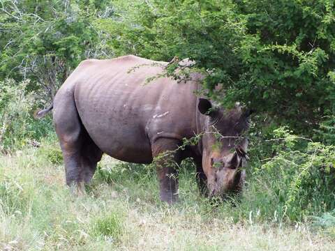 Image of White Rhinoceros