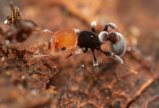 Image of Tetramorium fulviceps (Emery 1897)