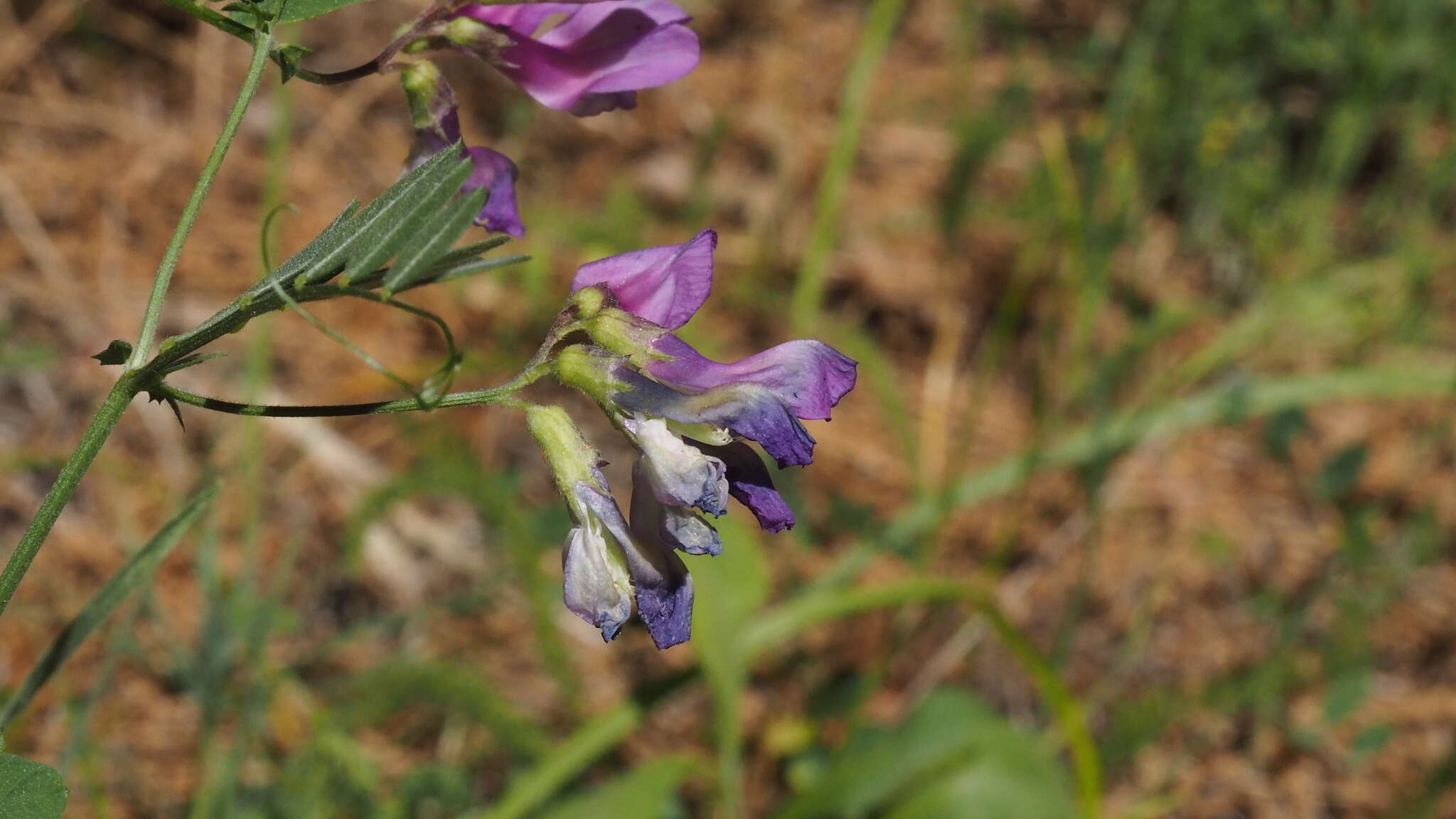 صورة Vicia americana subsp. americana