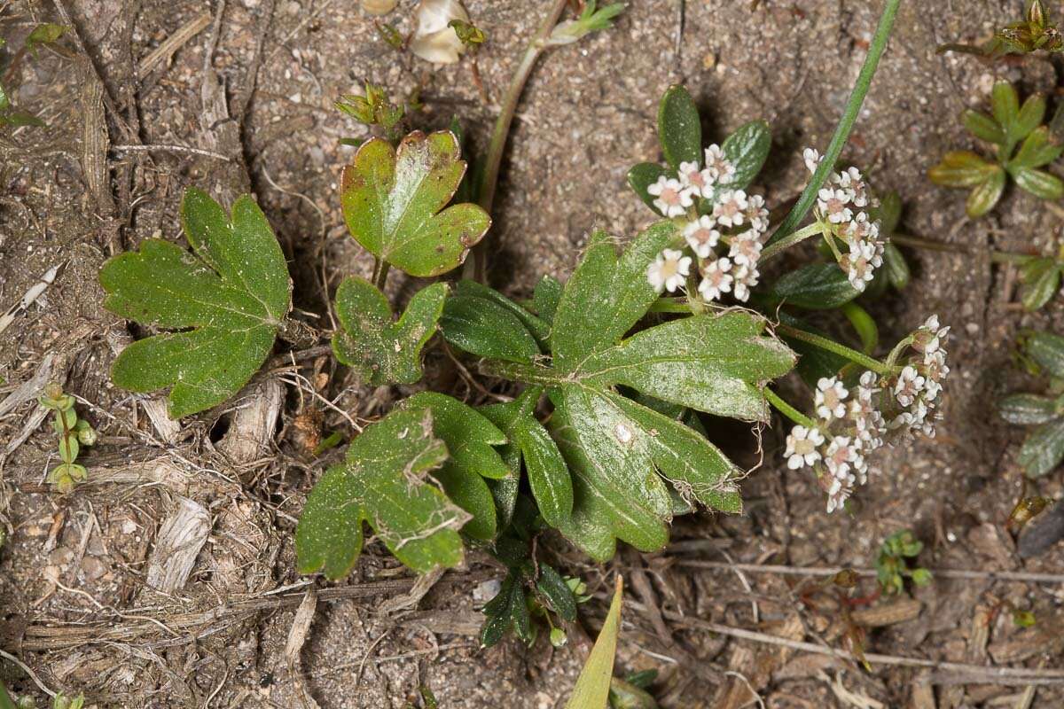Imagem de Bunium alpinum subsp. corydalinum (DC.) Nyman