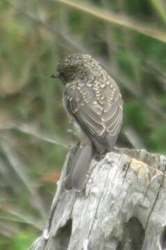 Image de Muscicapa adusta adusta (Boie & F 1828)