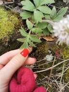 Image of Thompson's waterleaf