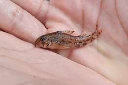 Imagem de Corydoras flaveolus Ihering 1911