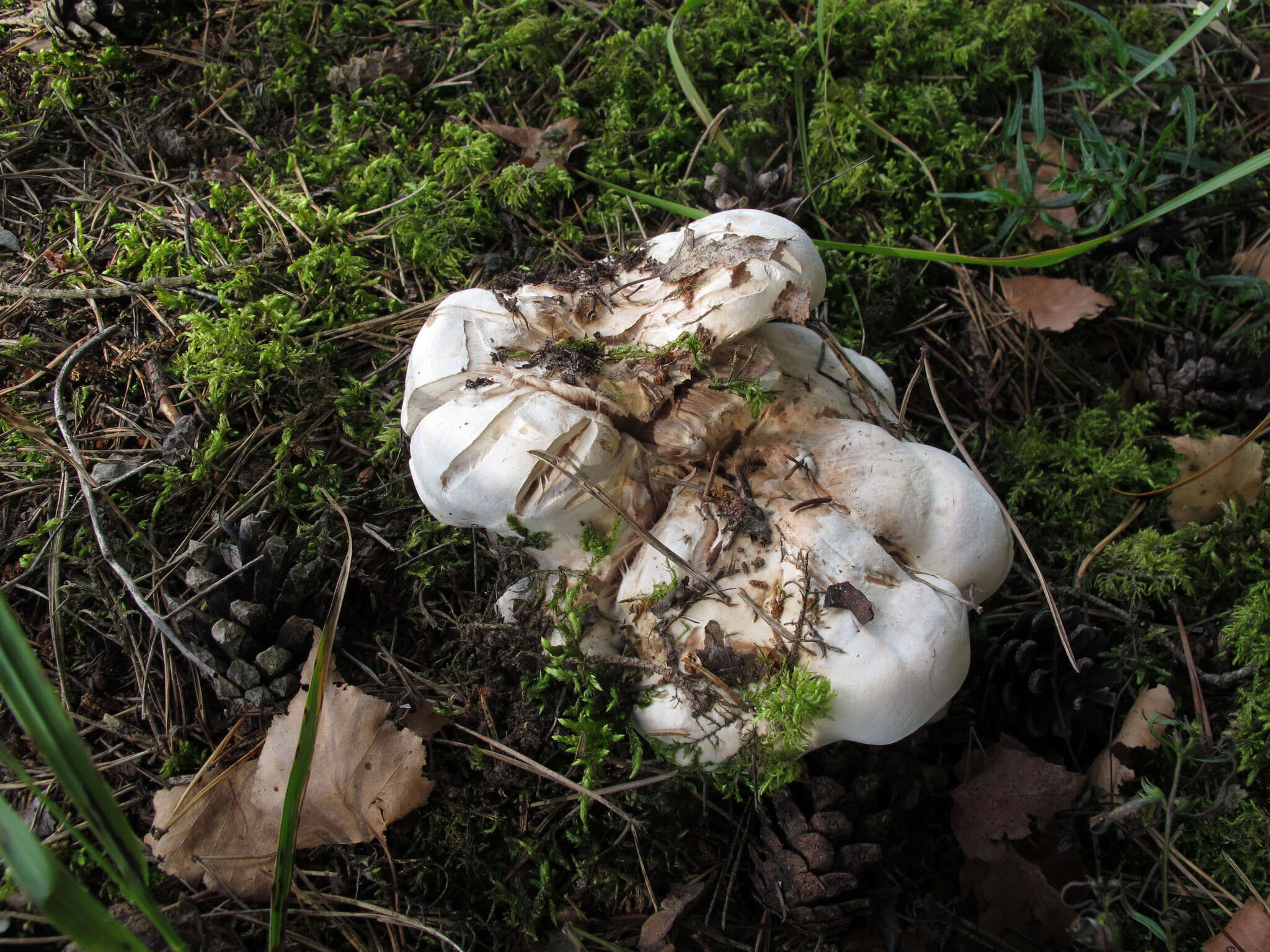 Image of Phellodon fuligineoalbus (J. C. Schmidt) Baird 2013