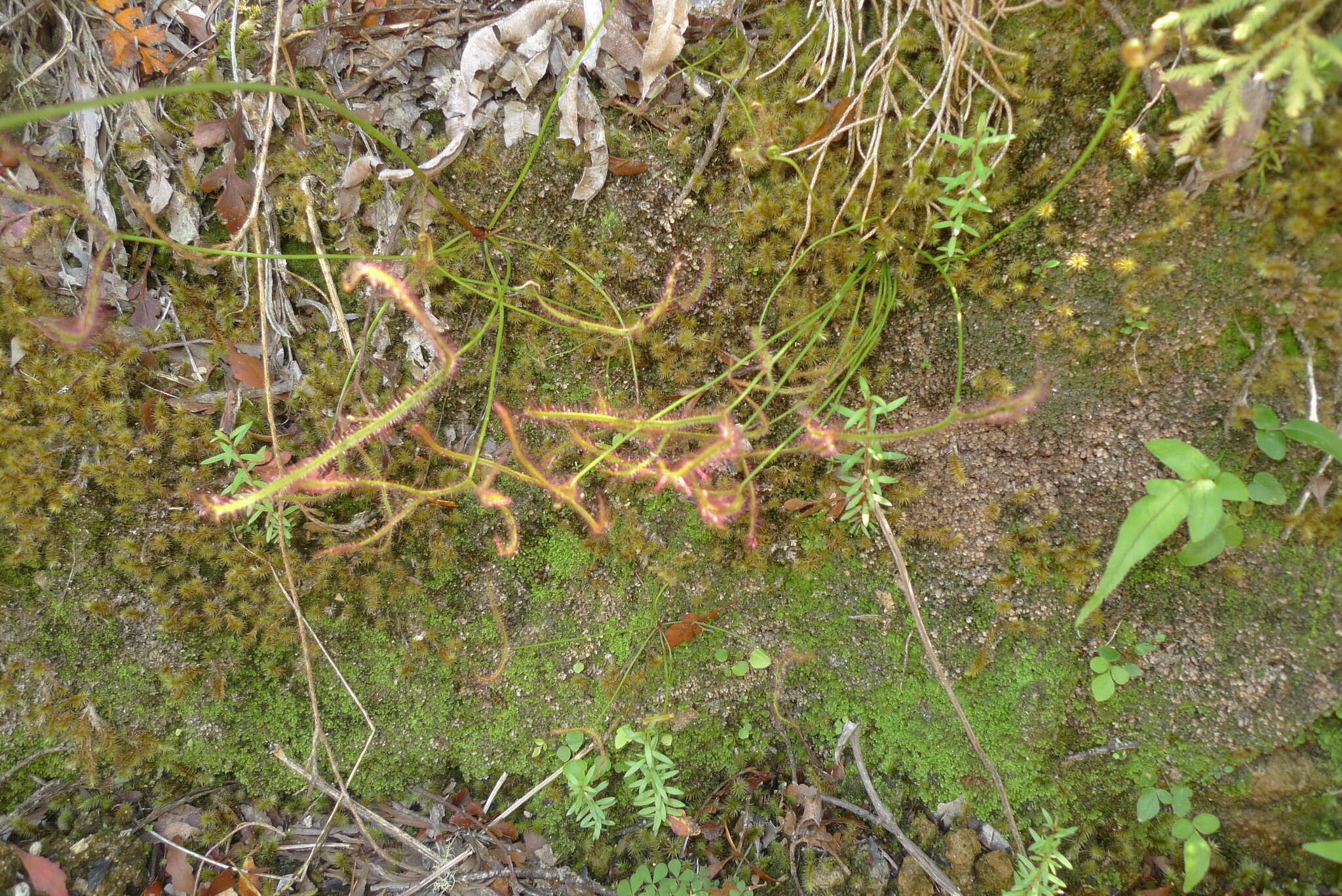 Image of Drosera binata Labill.