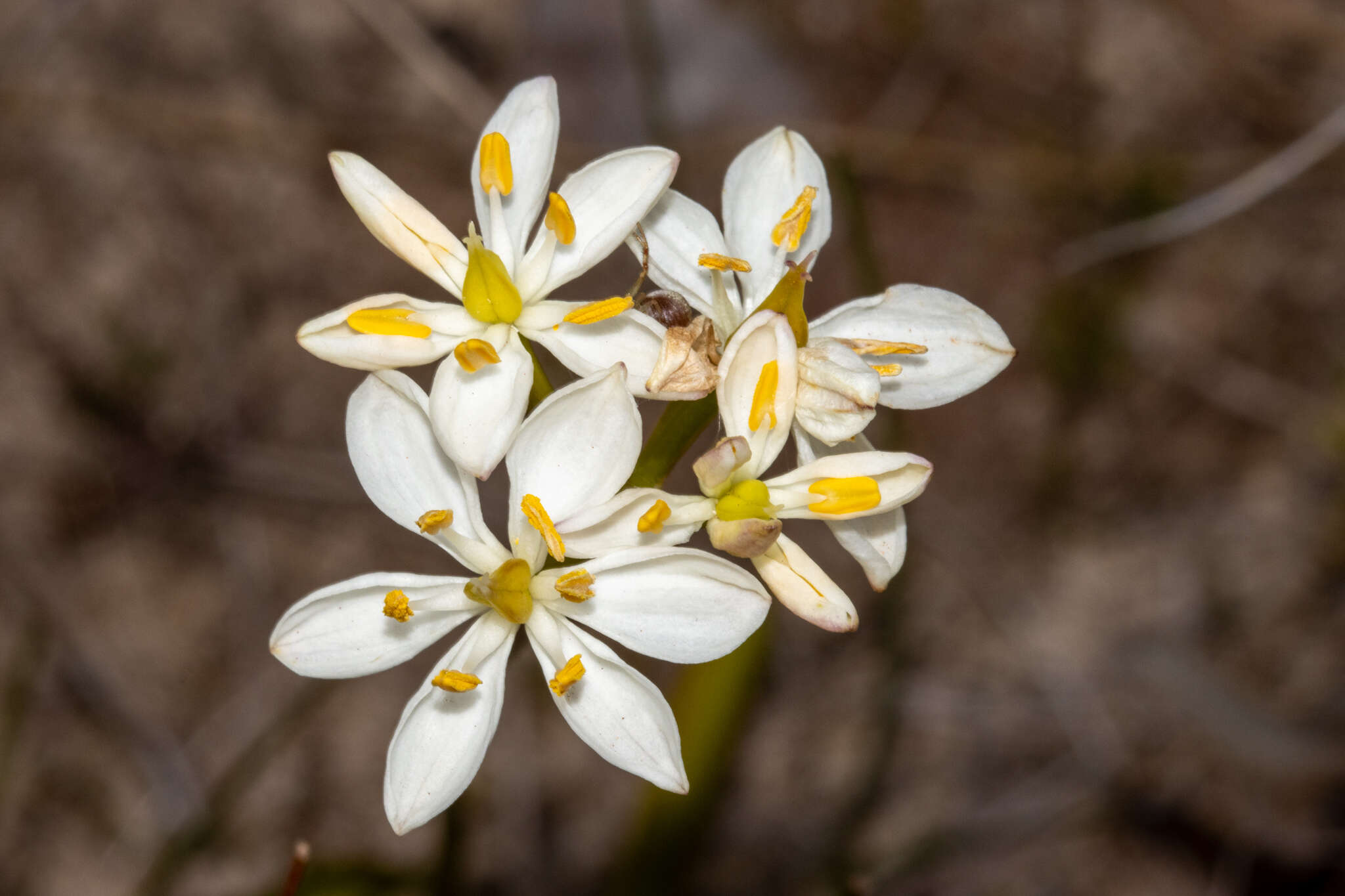 Image of Burchardia congesta Lindl.