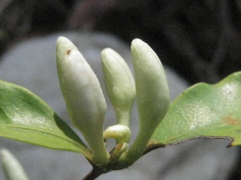 Image of Coffea pervilleana (Baill.) Drake