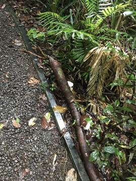 Image of Trametes vespacea (Pers.) Zmitr., Wasser & Ezhov 2012