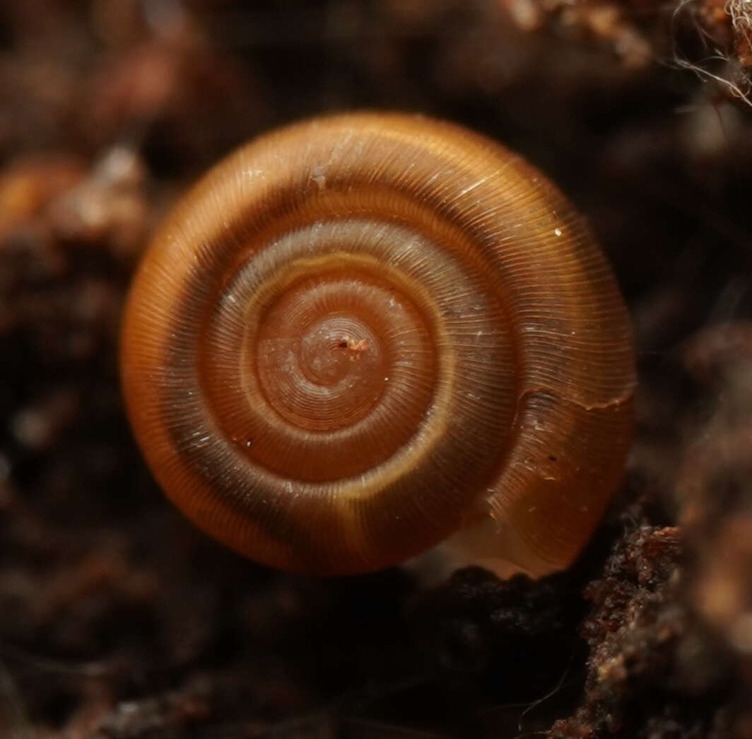 Image of Macrophallikoropa Hyman & Stanisic 2005