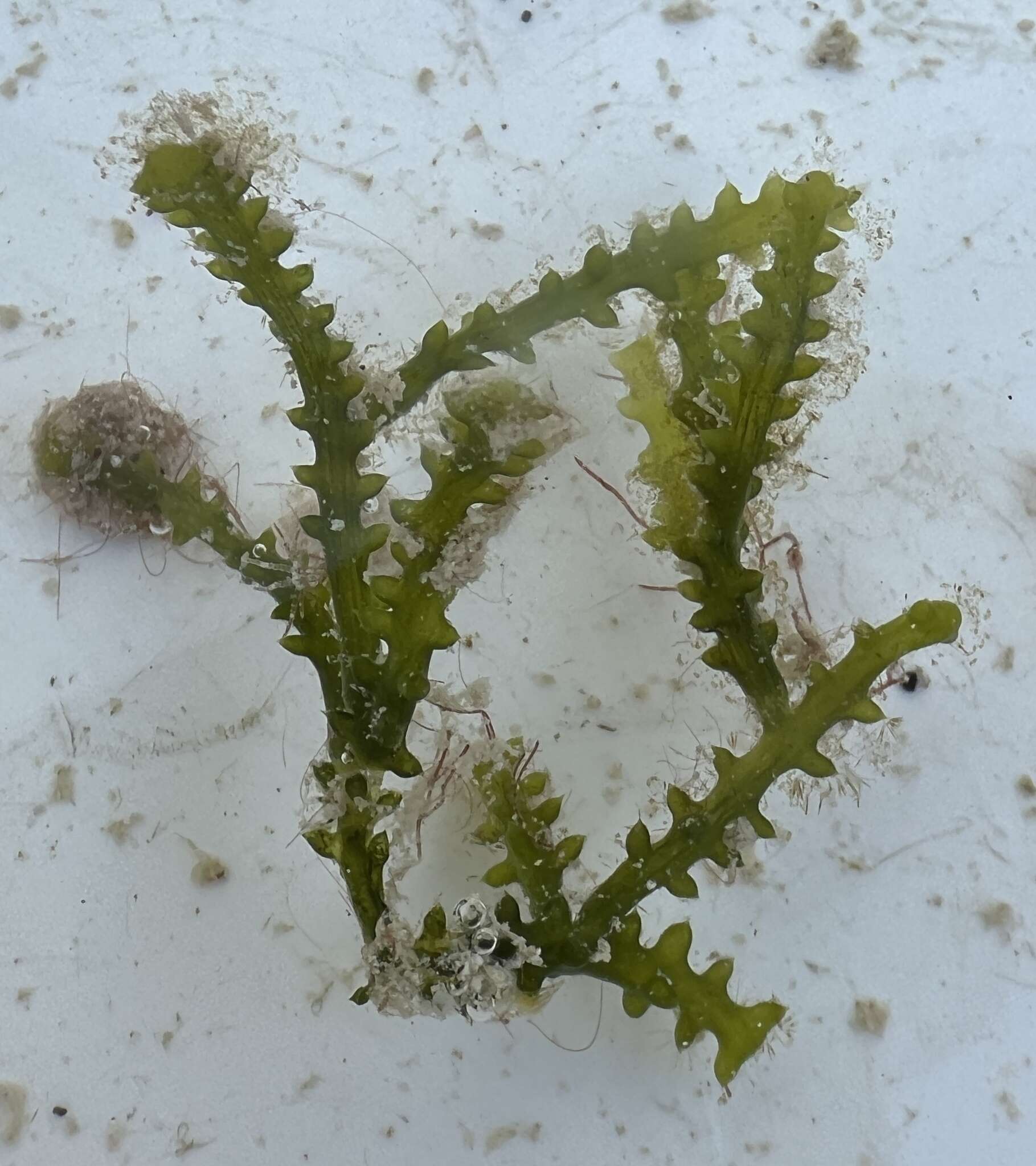 Image of Caulerpa cupressoides