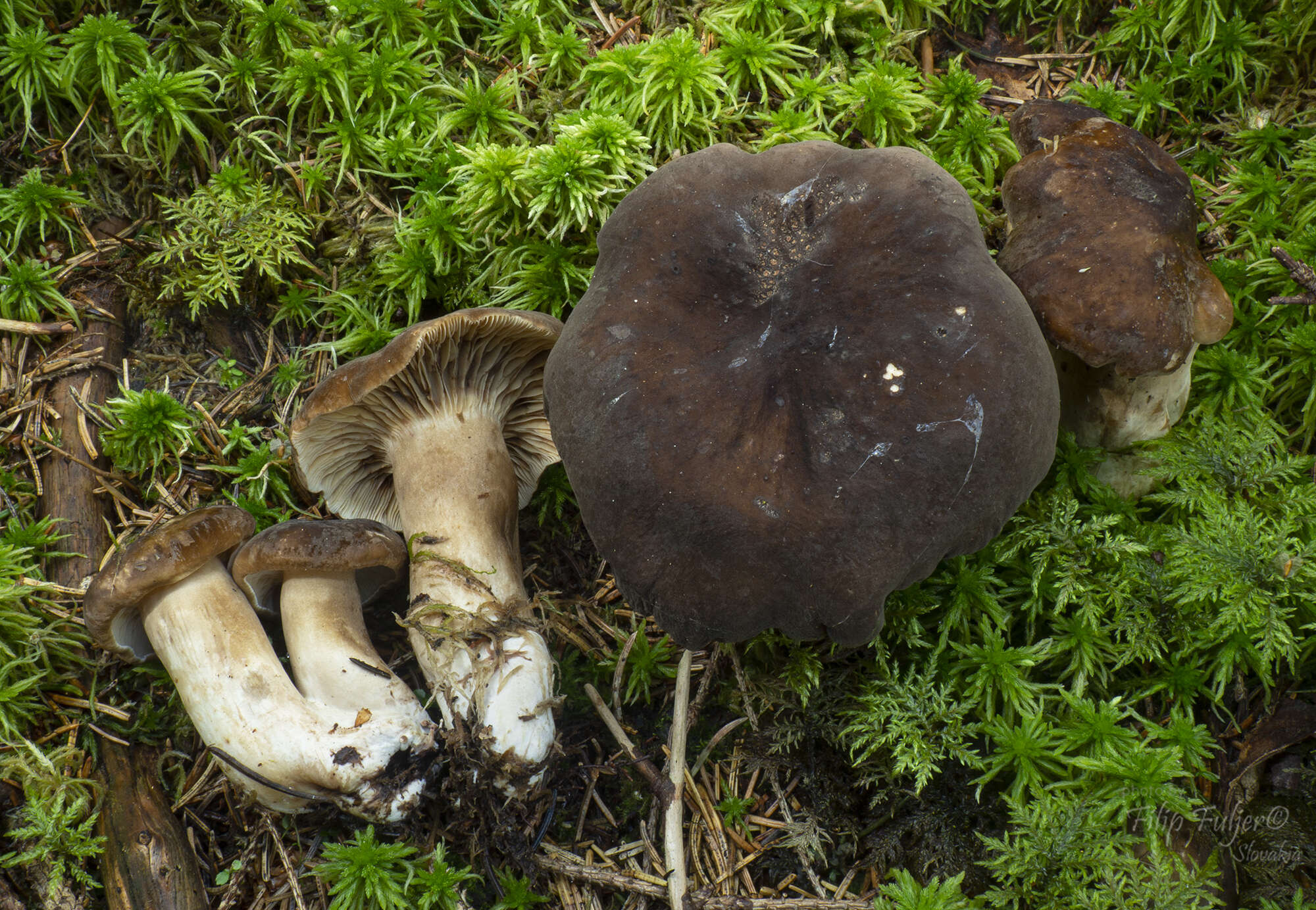 Image of Lactarius picinus Fr. 1838