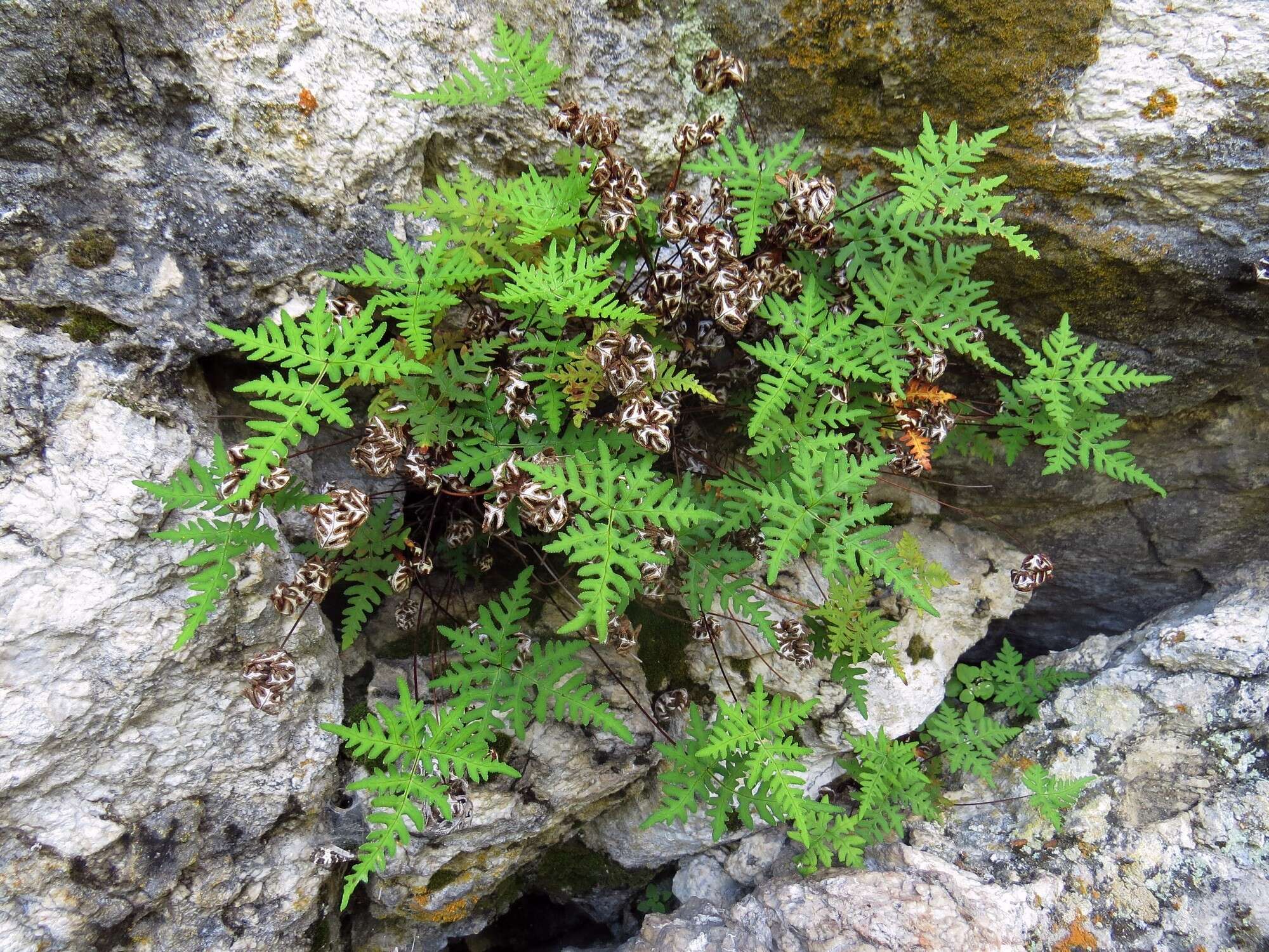 Image of Aleuritopteris argentea (S. G. Gmel.) Fée