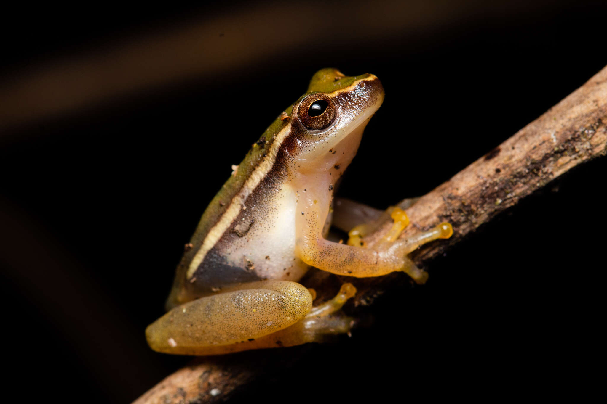 Image of Painted Treefrog