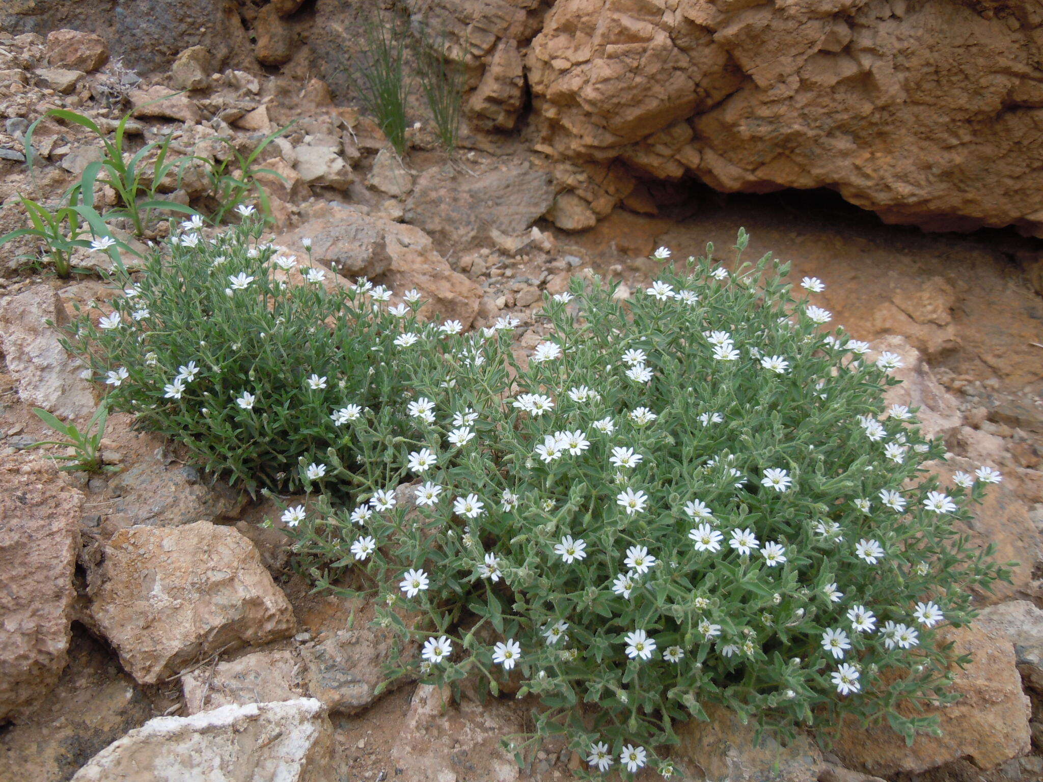 Image of Stellaria dichotoma L.