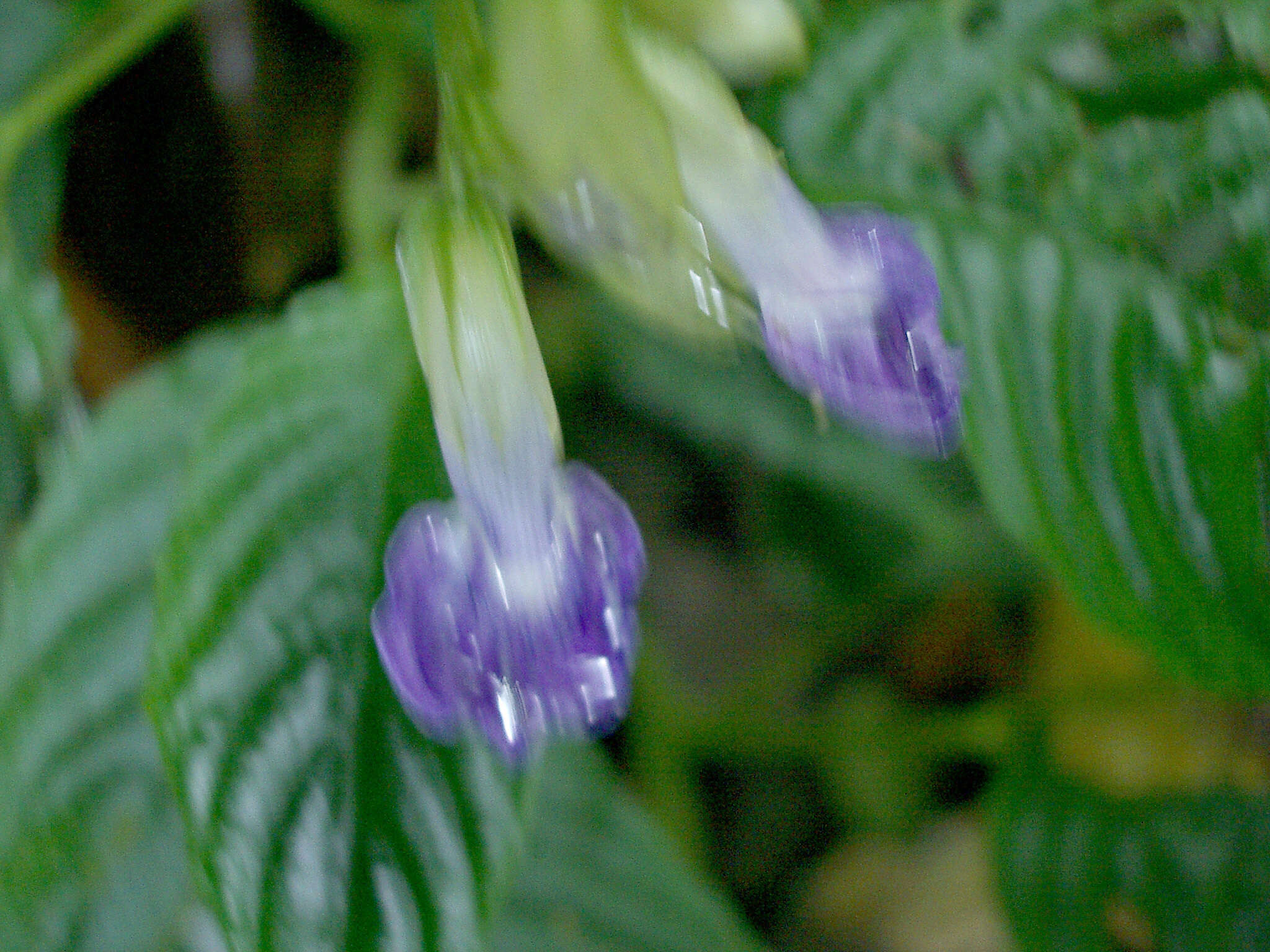 Image of Rhynchoglossum azureum (Schltdl.) B. L. Burtt